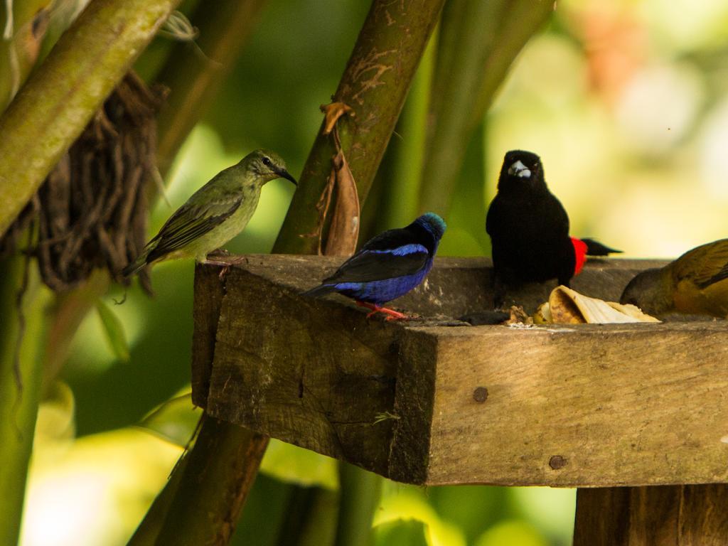 Finca Verde Lodgeビハグア エクステリア 写真