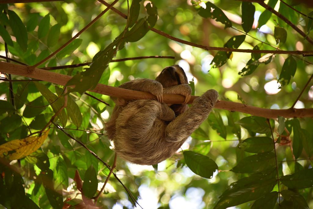 Finca Verde Lodgeビハグア エクステリア 写真