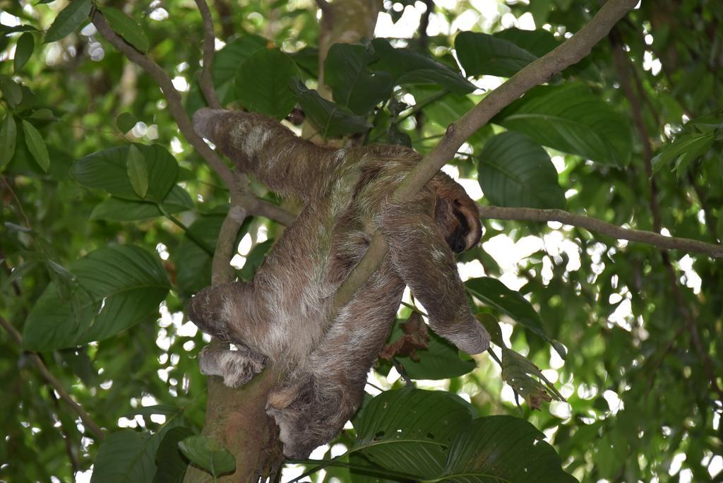 Finca Verde Lodgeビハグア エクステリア 写真
