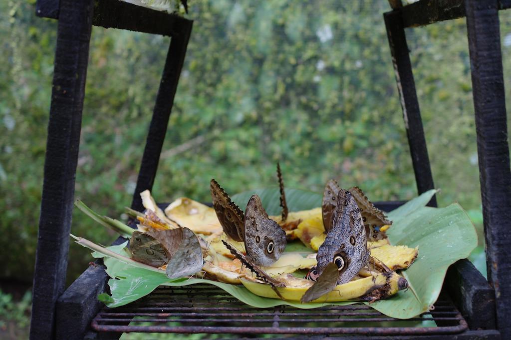 Finca Verde Lodgeビハグア エクステリア 写真