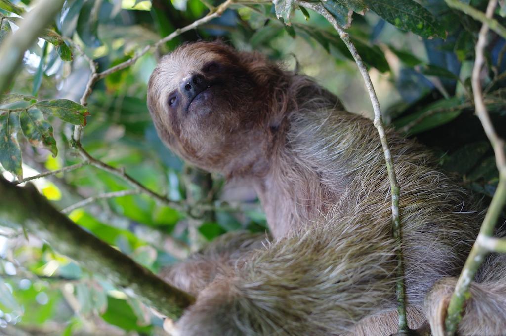 Finca Verde Lodgeビハグア エクステリア 写真