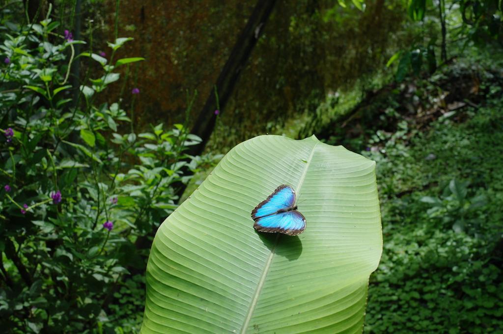 Finca Verde Lodgeビハグア エクステリア 写真