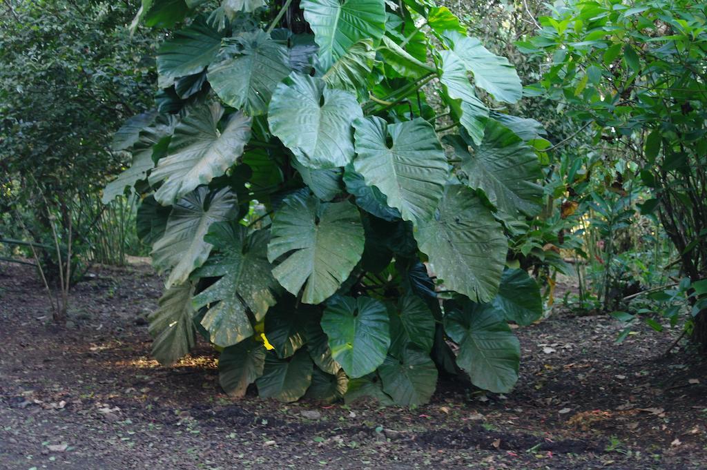 Finca Verde Lodgeビハグア エクステリア 写真