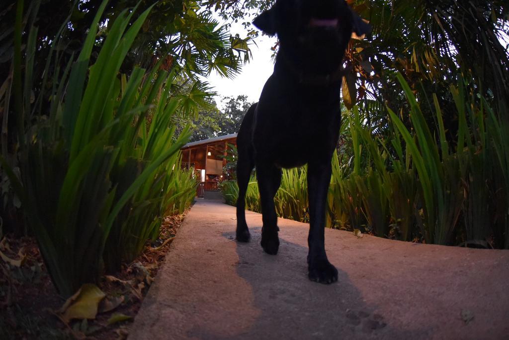 Finca Verde Lodgeビハグア エクステリア 写真